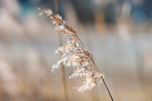 Roggenhalm im Wind