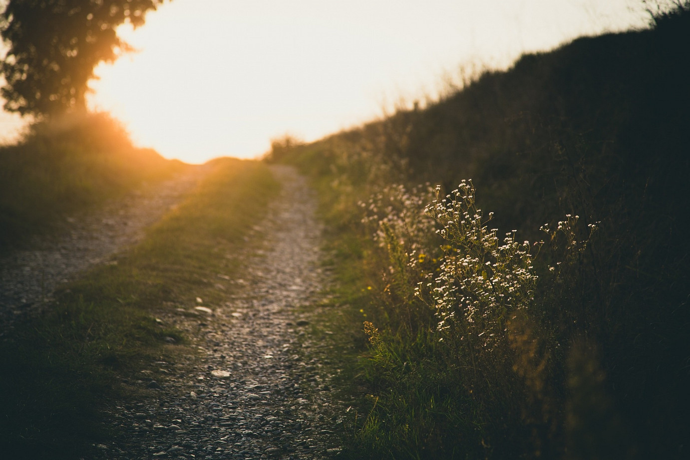 Feldweg bei Sonnenuntergang