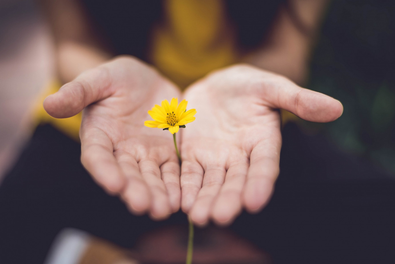 Zwei Hände halten gelbe Blume