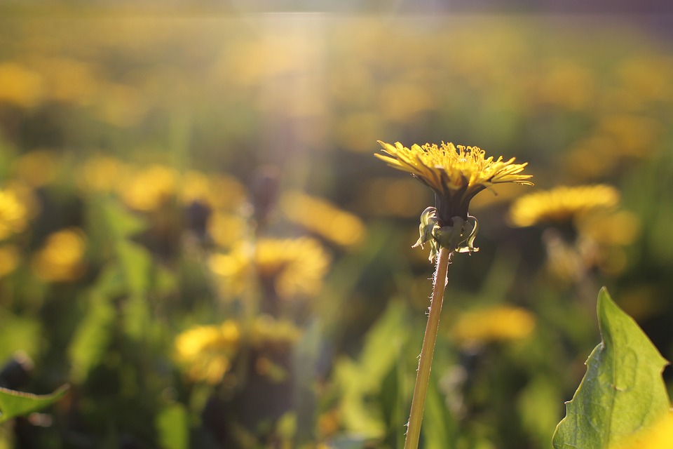 Blüte schaut zur Sonne.